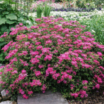 Tavoľník japonský (Spiraea japonica) ´ANTHONY WATERER´ - výška 10-20 cm ⌀ 10-20 cm, kont. C2L
